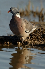 David Plant Photography - Wildlife Photography - Wood pigeon - J
